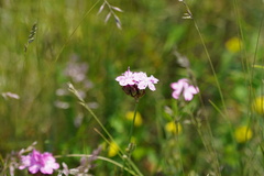 Dianthus pontederae