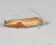 Pseudexentera costomaculana