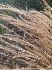 Festuca ambigua