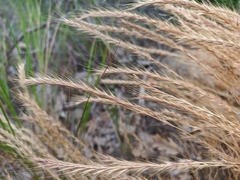Festuca ambigua