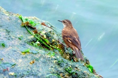 Cinclodes taczanowskii