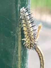 Periclista