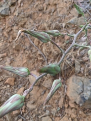Lactuca tuberosa