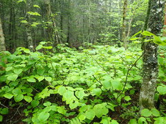 Viburnum lantanoides image