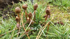 Leratiomyces cucullatus