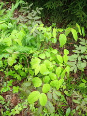 Apocynum androsaemifolium image