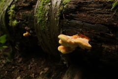Laetiporus sulphureus