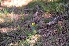 Gagea soleirolii
