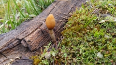 Leratiomyces cucullatus