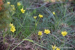 Gagea soleirolii