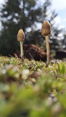 Leratiomyces cucullatus