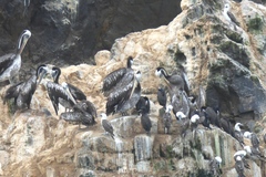 Leucocarbo bougainvillii