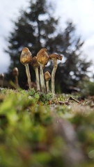 Leratiomyces cucullatus