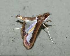 Diaphania elegans
