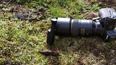 Leratiomyces cucullatus