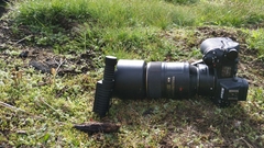 Leratiomyces cucullatus