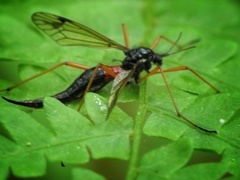 Tanyptera