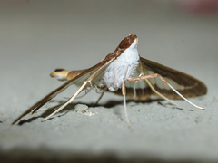 Diaphania elegans
