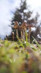 Leratiomyces cucullatus