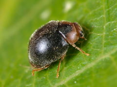 Scymnus auritus