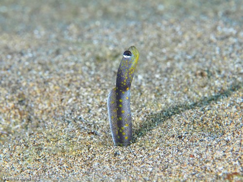 Brown Garden Eel
