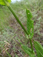 Rumex turcomanicus