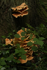 Laetiporus sulphureus