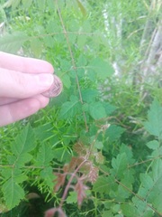 Magnoliopsida