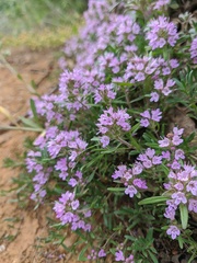 Thymus dzevanovskyi