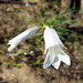 Gladiolus vaginatus - Photo no hay derechos reservados, uploaded by Di Turner