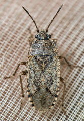 Emblethis denticollis