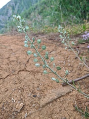 Alyssum calycocarpum