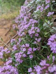 Thymus dzevanovskyi