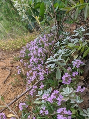 Alyssum calycocarpum
