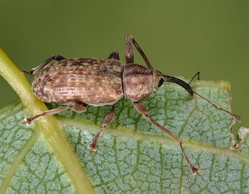 Dorytomus nuotrauka