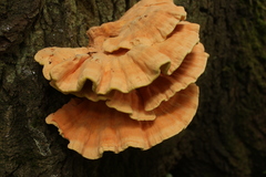 Laetiporus sulphureus
