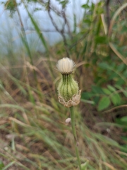 Crepis alpina