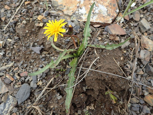 Image of Taraxacum alaskanum by no rights reserved