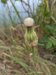 Crepis alpina