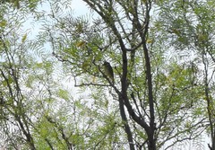 Vireo bellii