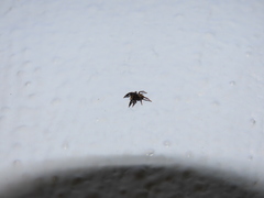 Euophrys herbigrada