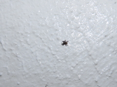 Euophrys herbigrada