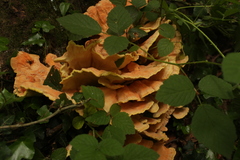 Laetiporus sulphureus