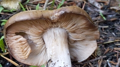 Melanoleuca cognata
