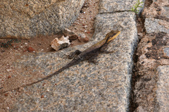 Psammophilus dorsalis