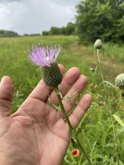 Cirsium engelmannii