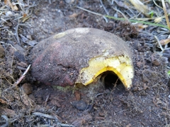Butyriboletus primiregius