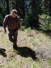 Butyriboletus primiregius