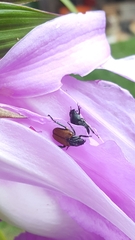 Strigoderma sulcipennis