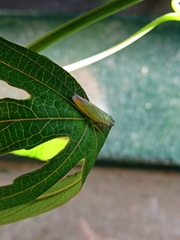 Syncharina argentina